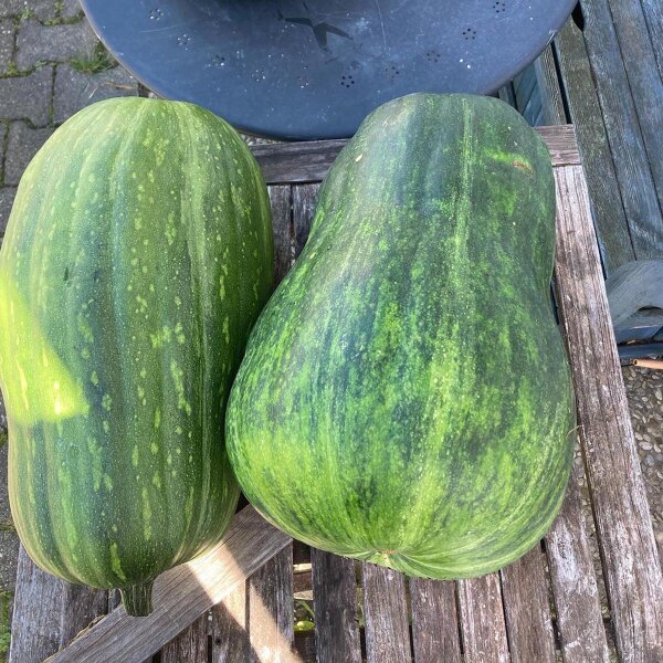 Kürbis Langer von Neapel (Cucurbita moschata) Bio Saatgut