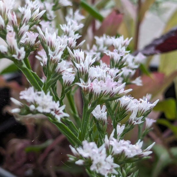 Deutsche Statice / Strandflieder (Limonium tataricum) Samen