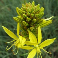 Junkerlilie Yellow (Asphodeline lutea)