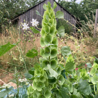 Muschelblume (Moluccella laevis) Samen