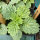 Muschelblume (Moluccella laevis) Samen