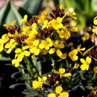 Goldlack (Erysimum cheiri) Samen