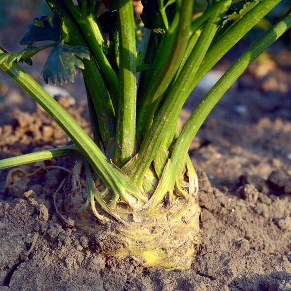 Knollensellerie Roem van Zwijndrecht (Apium graveolens) Bio