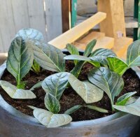 Turkmenische Alraune (Mandragora turcomanica) Samen