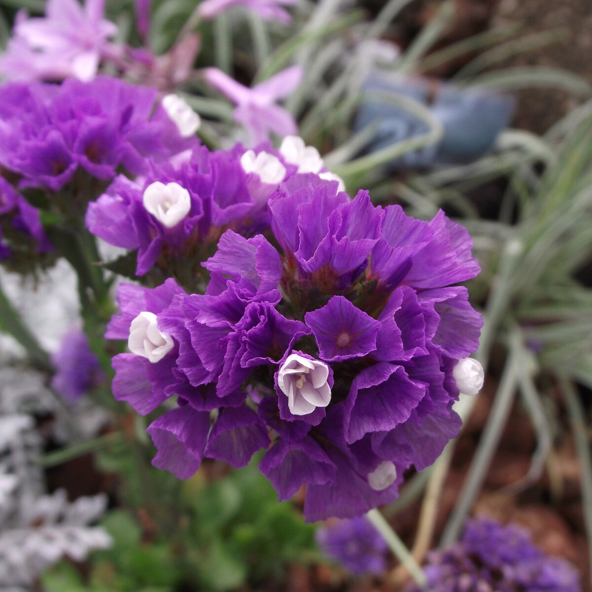 Statice/Limonium Sinuatum Qis Lavender - Muller Seeds
