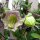 Glockenrebe (Cobaea scandens) Samen