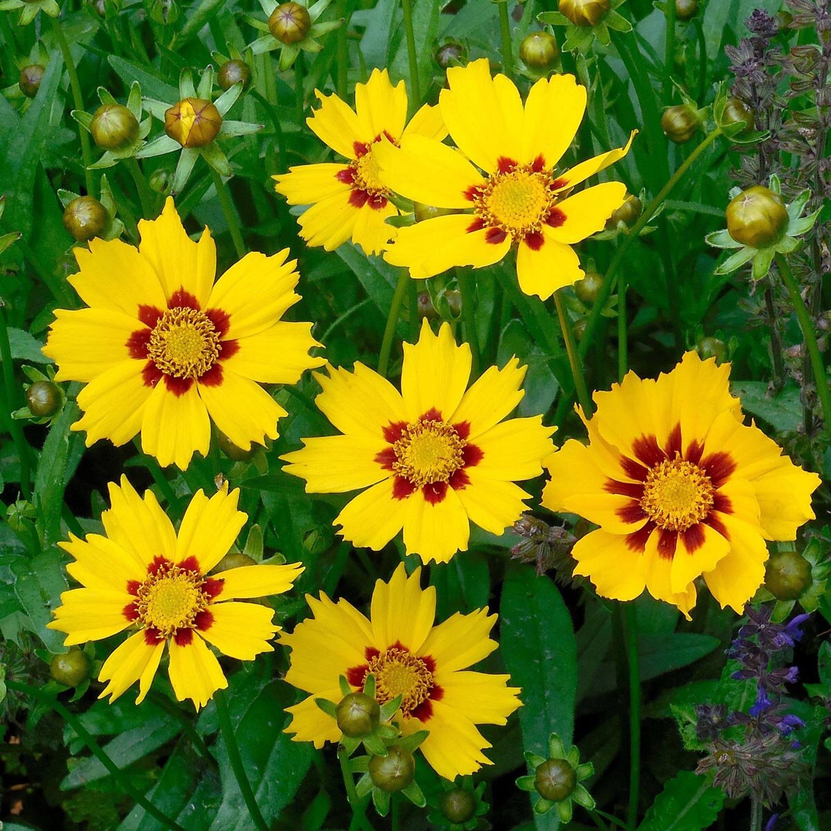 Mädchenauge Samen 500 Stück - Winterharte Coreopsis Blumen