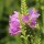 Virginia-Gelenkblume Rosea (Physostegia virginiana) Samen