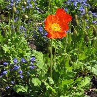 Islandmohn (Papaver nudicaule) Samen