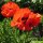 Orientalischer Gartenmohn Allegro (Papaver orientale) Samen