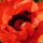 Orientalischer Gartenmohn Allegro (Papaver orientale) Samen