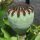 Orientalischer Gartenmohn Allegro (Papaver orientale) Samen