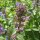 Katzenminze (Nepeta cataria) Bio Saatgut