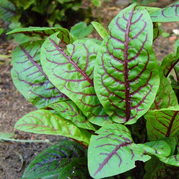 Blut-Ampfer (Rumex sanguineus) Samen