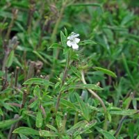 Echtes Bohnenkraut (Satureja hortensis) Samen