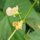 Buschbohne Pfälzer Juni (Phaseolus vulgaris) Samen