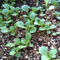 Feldsalat/ Rapunzelsalat Dunkelgrüner Vollherziger (Valerianella locusta) Samen