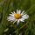 Gänseblümchen (Bellis perennis) Samen