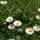 Gänseblümchen (Bellis perennis) Samen