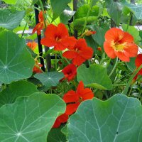 Kapuzinerkresse (Tropaeolum majus) Samen