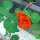 Kapuzinerkresse (Tropaeolum majus) Samen