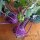 Violetter Kohlrabi Blauer Delikatess (Brassica oleracea var. gongylodes) Samen