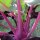 Violetter Kohlrabi Blauer Delikatess (Brassica oleracea var. gongylodes) Samen