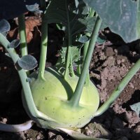 Kohlrabi Superschmelz (Brassica oleracea var. gongylodes) Samen