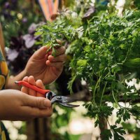Unsere Pflanzenlieblinge: Gemüse für Stadtgärtner*innen (Bio) - Samenset