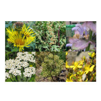 Unsere Pflanzenlieblinge: Heilpflanzen & Räucherkräuter für Heilkundige (Bio) - Samenset