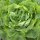 Kopfsalat Neckarriesen (Lactuca sativa) Samen