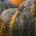 Steirischer Ölkürbis (Cucurbita pepo var. styriaca) Samen