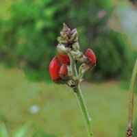 Prunkbohne / Feuerbohne Preisgewinner (Phaseolus coccineus) Samen