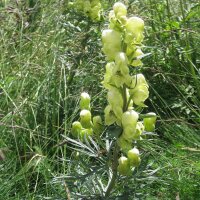 Blassgelber Eisenhut (Aconitum anthora)