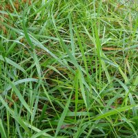 Sweetgrass / Mariengras (Hierochloe odorata) Bio