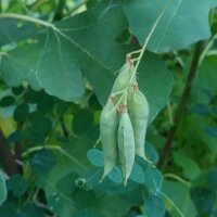 Erbsenwicke (Vicia pisiformis) Samen