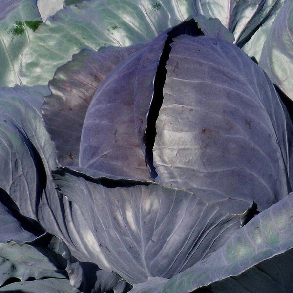 Rotkohl Schwarzkopf (Brassica oleracea var. capitata f. rubra) Samen