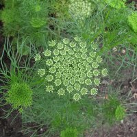 Bischofskraut / Zahnstocher-Ammei (Ammi visnaga)  Samen