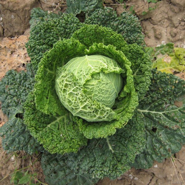 Wirsing Vertus (Brassica oleracea convar. capitata var. sabauda L.) Samen