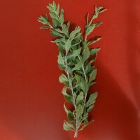 Blauraute / Silberstrauch Blue (Perovskia atriplicifolia) Samen
