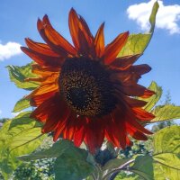 Rotbraune Sonnenblume Autumn Beauty (Helianthus annuus)...