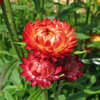 Goldstrohblume / Garten-Strohblume (Xerochrysum bracteatum) Samen