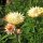 Goldstrohblume / Garten-Strohblume (Xerochrysum bracteatum) Samen