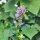 Anisysop / Anis-Duftnessel (Agastache foeniculum)  Samen