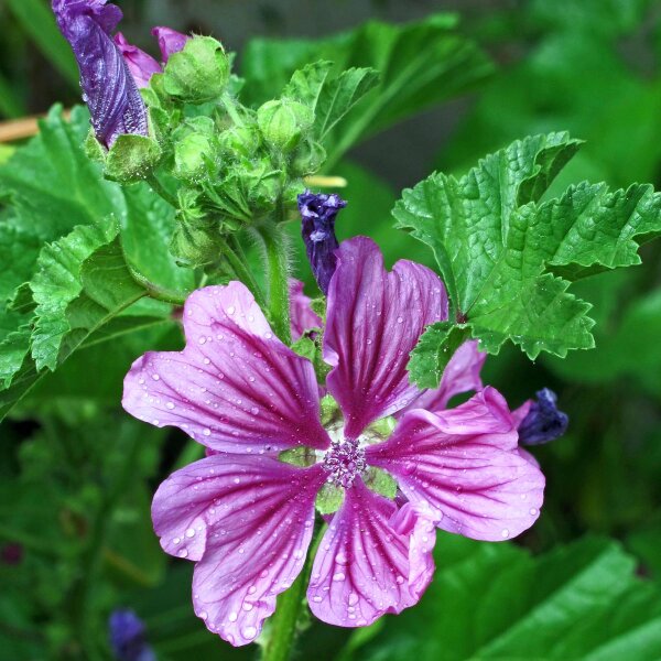 Weg-Malve (Malva neglecta) Bio Saatgut