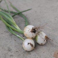 Pariser Silberzwiebel Blanc de Paris (Allium cepa) Samen