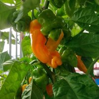 Milder Chili Trinidad Perfume (Capsicum chinense ) Samen