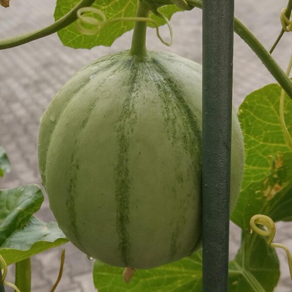 Cantaloupe Melone Charentais (Cucumis melo) Samen