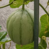 Cantaloupe Melone Charentais (Cucumis melo) Samen