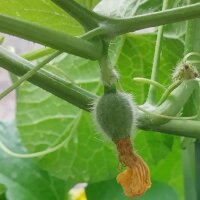 Cantaloupe Melone Charentais (Cucumis melo) Samen